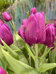 Fototapeta premium purple tulips in the garden