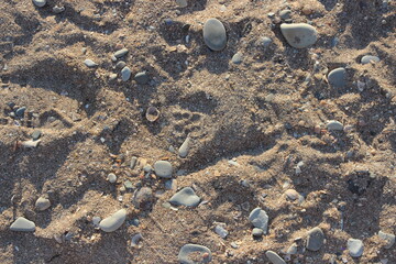 shells on the sand