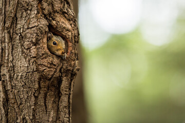 Eastern Grey Squirrel (Sciurus carolinensis)