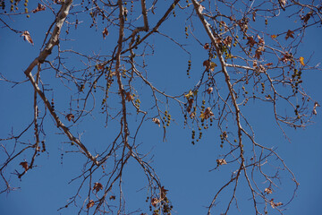 Full frame close-up view of bare sycamore tree branches with some seed pods and a blue California winter sky above
