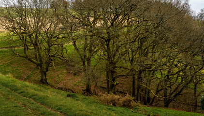 Fototapeta na wymiar lichen covered trees on the Westerly (Oare) edge of martinsell hill, wiltshire 