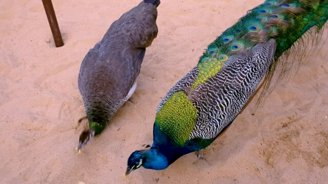 Beautiful and colorful peacocks eating peanuts from the ground. Slow motion.