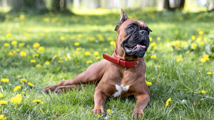 a boxer dog in a red collar lies on a green lawn with dandelions in the summer