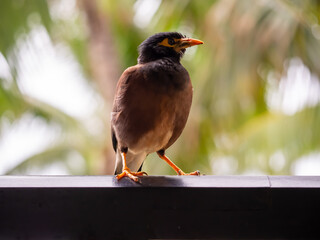 little naughty bird