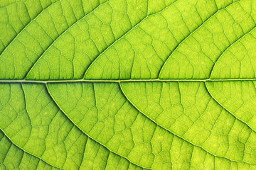 Fototapeta na wymiar green avocado leaves close-up on the lumen