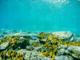 Obraz premium Underwater fish group swimming in rocks, yellow corals and seaweed in blue clear waters of Ionian Sea in Greece. Diving, watching fish deep in wild sea