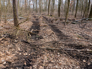 Waldweg mit Profilspuren der Traktoren
