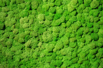 Natural green background. Green moss close up. Background with vegetation on tepo eco-friendly....
