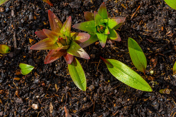 Lily flower sprouts in early spring garden, spring awakening and grow concept. Fresh green plants on flowerbed. Spring backdrop with copy space.