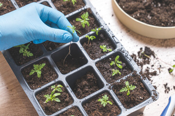 marigold seedlings cultivation and dipping, the process of marigold dipping