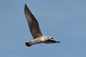 Caspian gull Larus cachinnans flying