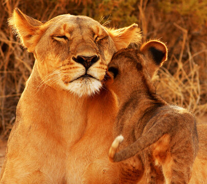 View Of The Lion Mother And Her Kid On The Grass In Safari On A Sunny Day