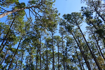 Tall pine trees with the background of the blue sky