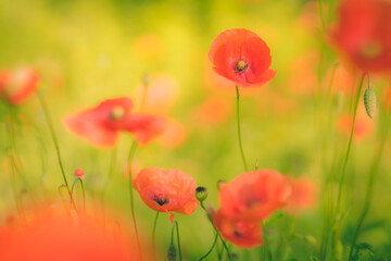 poppies in the meadow