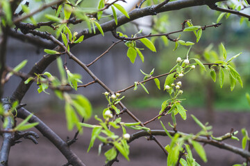 Apple tree blooming in spring with white flowers,