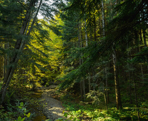 Footpath in forest with evergreen trees and sunlight 