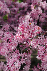 Fototapeta premium Beautiful, pink blooming Apple tree in the spring garden. Agricultural industry