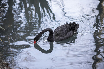 An adult beautiful Black Swan swims in a pond, in a park.