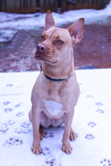 Brown Dog Portrait