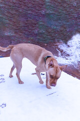 Puppy Walking On Snow