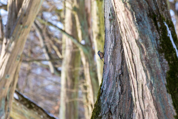Little bird on the tree, nuthatch, kowalik