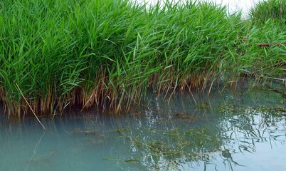 reed on the shore of the  lake