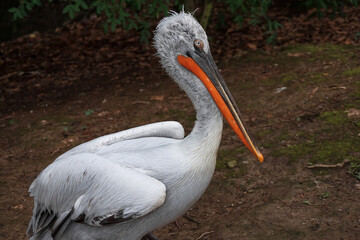 Beautiful big pelican. Curly pelican.