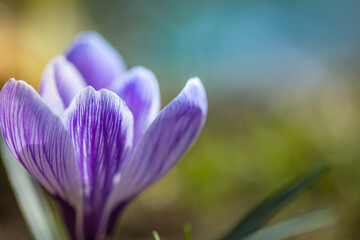 Beautiful blooming spring flowers crocus growing in wildlife. Amazing sunlight on spring blurred nature landscape. Closeup flora garden plant, natural colors. Sunny spring day
