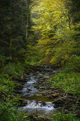 Fototapeta premium Scenic view of creek in mountain forest during autumn 