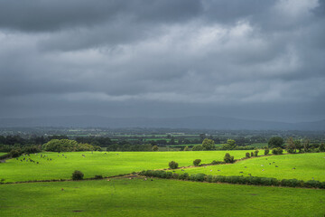 Fototapeta na wymiar Herd of cattle grazing and resting on fresh green field or pasture illuminated by sunlight with dark, moody sky in background, Tipperary, Ireland