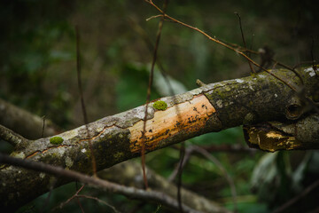 Fototapeta premium Close up of branch of tree with moss in forest 