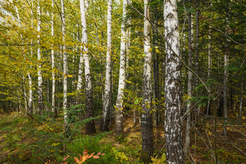 Birch trees in woodland of autumnal mountain forest 
