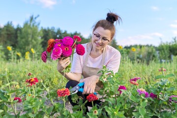 Middle-aged woman with pruning shears cutting bouquet of zinnia flowers