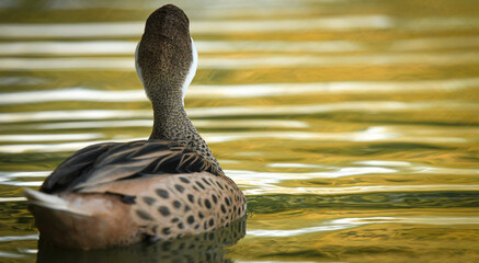 Duck on a lake swimming away
