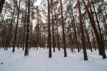winter forest in the snow