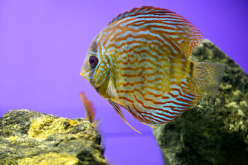 .Discus fish on a purple background in the aquarium