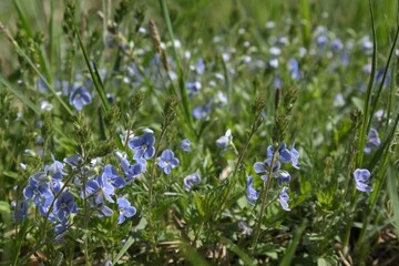 Nice little blue flowers of Veronica chamaedrys (the germander speedwell, bird's-eye speedwell, or cat's eyes) on meadow