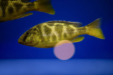 Golden leopard fish in an aquarium on a blue background (Haplochromis). Venustus Cichlid Nimbochromis