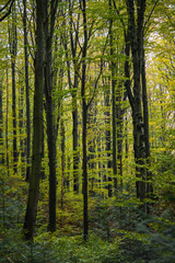 Fototapeta na wymiar Trees and pine trees during autumn in mountain forest 
