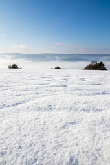 Obraz premium winter landscape with snow and trees