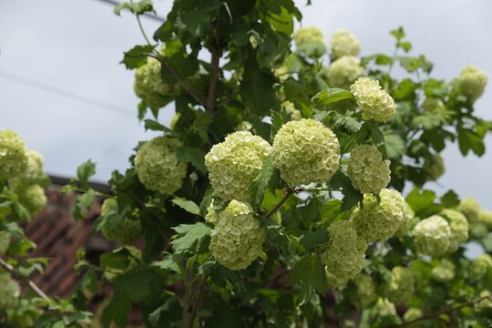 Beautiful flowers of Coral viburnum with spherical inflorescences. There is a Roseum variety in the photo.