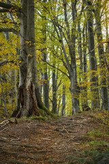 Scenic view of path with roots of trees in autumn forest 