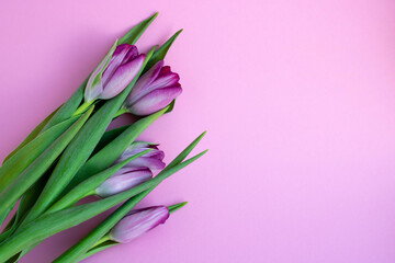 Delicate lilac tulips on a pink background. Greeting card, wallpaper, background. Happy Mother's Day, Easter, Valentine's Day, or wedding