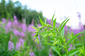 Growing plant Blooming Sally, wild medicinal herbal tea of willow plant or Epilobium. Willow-herb, medicinal plant, herbalism, sprout of Ivan Tea
