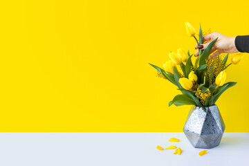 Flower bouquet stands in a modern geometric metal vase on a white table. The girl pulls out one flower with her hand. Yellow tulips and mimosa branches with green leaves. Bright wide banner