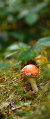 Panoramic shot of fly agaric in green grass on lawn 