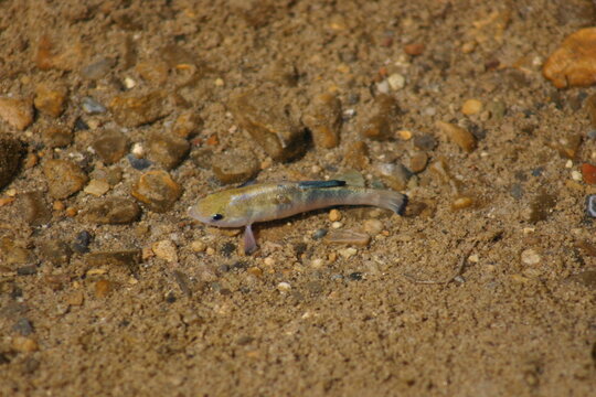 Male Desert Pupfish, Death Valley, California, In Mating Colors Salt Creek Staking Out A Claim On A Breeding Spot 