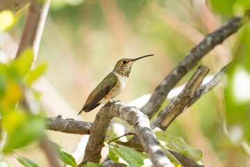  Allen's Female Hummingbird on Branch