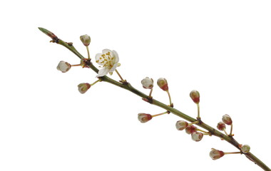 Blooming wild plum tree flowers in spring isolated on white background, with clipping path