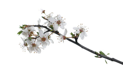 Blooming wild plum tree flowers in spring isolated on white background, with clipping path